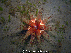 Underwater Star by Abimael Márquez 